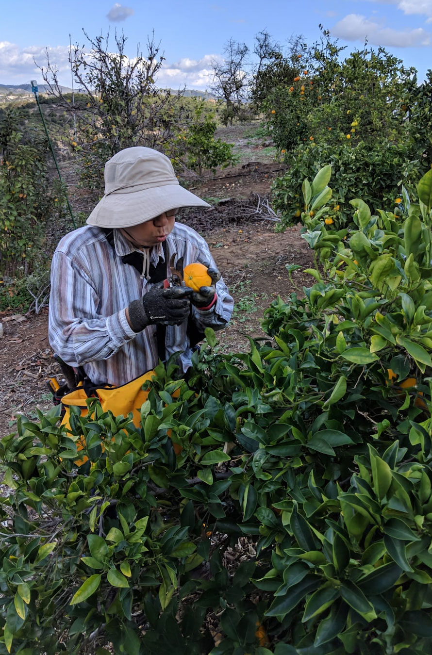 A farmer harvesting citrus
