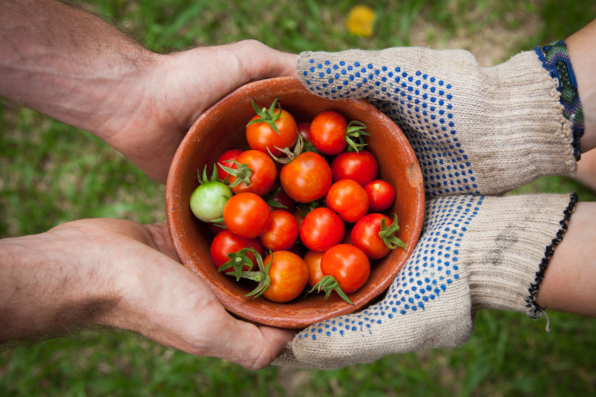 Hands holding a bowl of cherry tomatoes