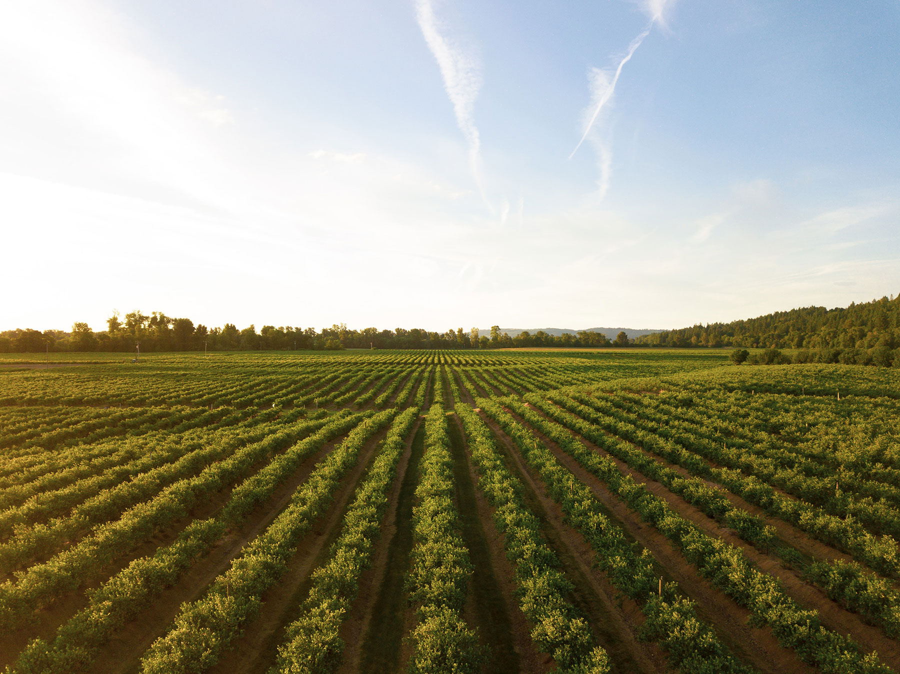 Rows of farmland at sunset