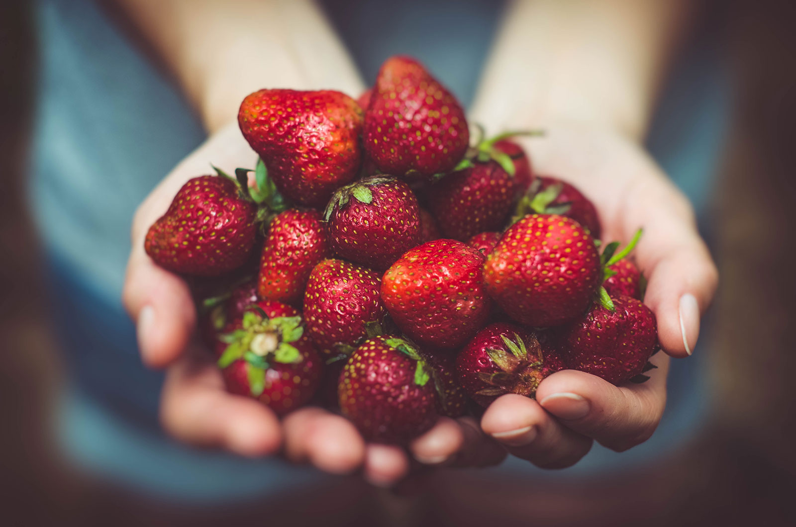 Hands holding fresh strawberries