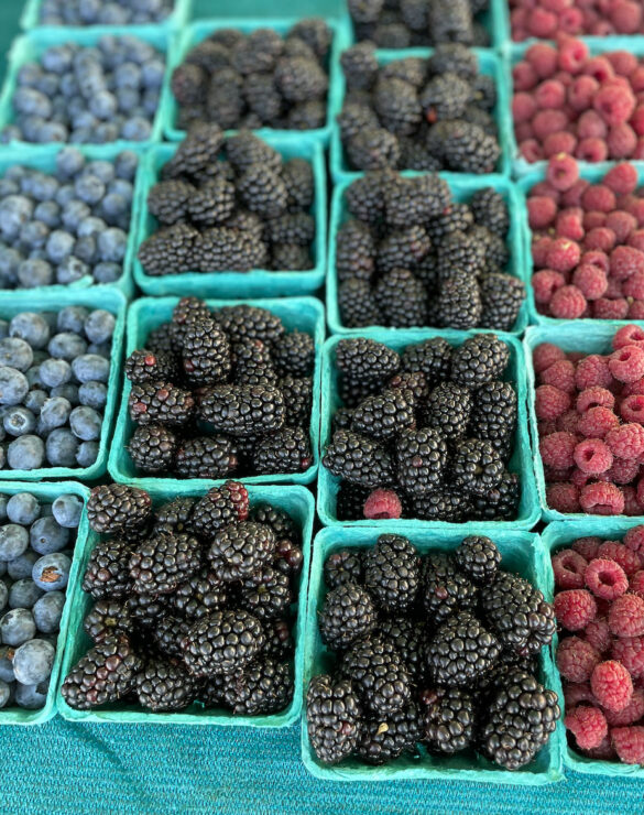 blackberry-gutierrez_farm