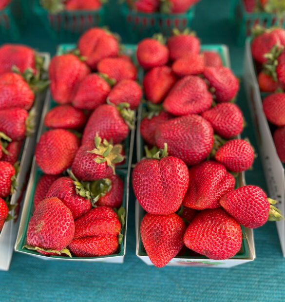 strawberry-gutierrez_family_farms