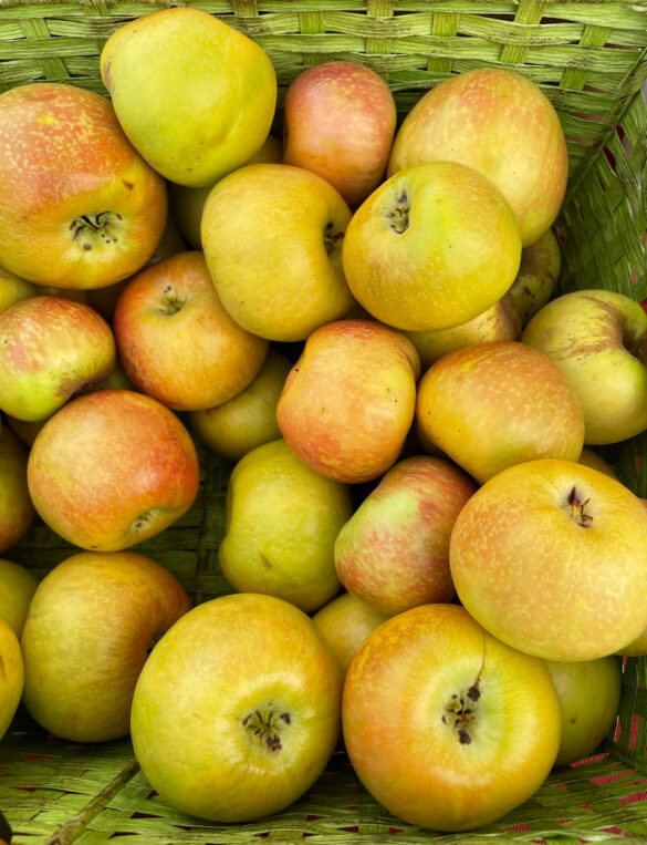 honey_crisp_apple-cuyama_orchards-1